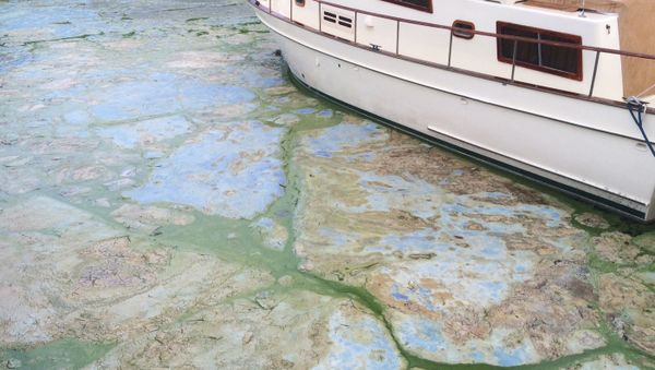 Florida Toxic Algae - July 2016 - Sputnik International