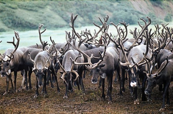 Russia's Kamchatka, the Land of Fire and Ice - Sputnik International