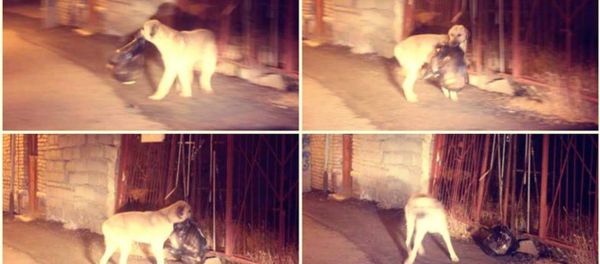 Dog cleans garbage Dog cleans garbage - Sputnik International