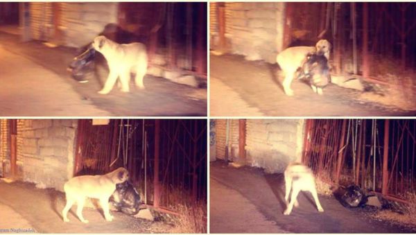 Dog cleans garbage - Sputnik International