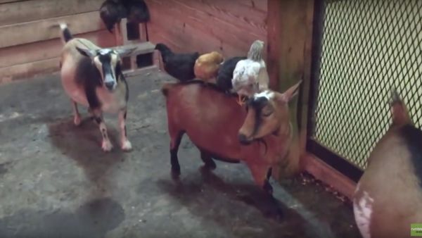 Chicks use patient goats as personal playground - Sputnik International