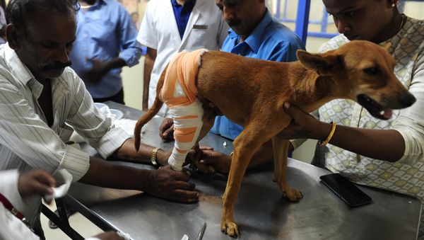 Indian vets treat an injured dog known as 'Badhra' at Tamil Nadu Veterinary University Hospital in Chennai on July 6, 2016 Indian vets treat an injured dog known as 'Badhra' at Tamil Nadu Veterinary University Hospital in Chennai on July 6, 2016 - Sputnik International