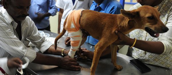 Indian vets treat an injured dog known as 'Badhra' at Tamil Nadu Veterinary University Hospital in Chennai on July 6, 2016 Indian vets treat an injured dog known as 'Badhra' at Tamil Nadu Veterinary University Hospital in Chennai on July 6, 2016 - Sputnik International