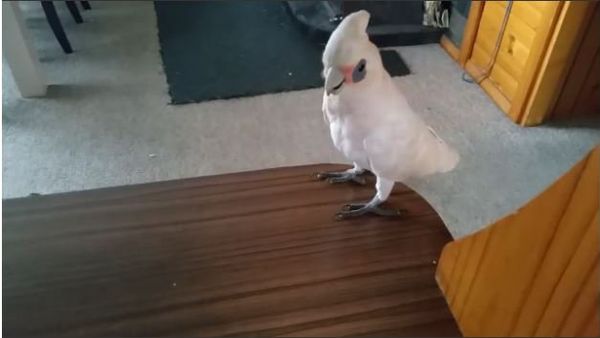 Eric the Cockatoo Refuses to Eat His Broccoli - Sputnik International