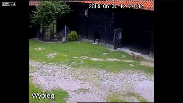 The dog saved the chickens - Sputnik International