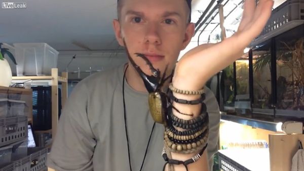 Largest Beetle in the World - Sputnik International