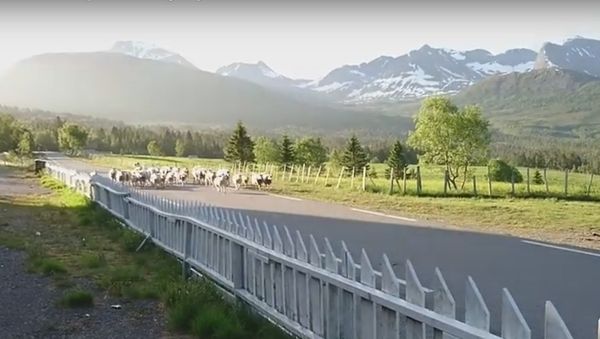 Herd of Sheep Happy to Find a Leader - Sputnik International