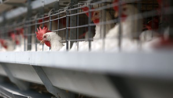 Chickens - Sputnik International