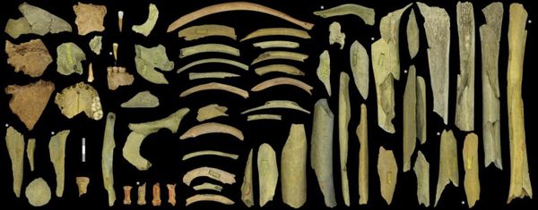 Neanderthals Could Have Boasted Cognitive Ability Similar to Humans, Research Finds - Sputnik International