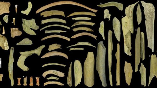 The highly fragmented Neanderthal collection of the third cave at Goyet represents at least five individuals. Dating indicates that the ones marked with an asterisk go back to between 40,500 and 45,500 years ago - Sputnik International