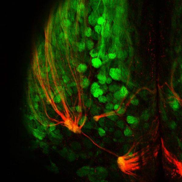 Red fluorescence represents super-sniffer receptors connecting to the brain in the mouse olfactory system while the green fluorescence marks all other odor receptor populations - Sputnik International