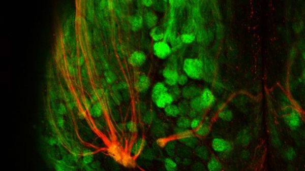 Red fluorescence represents super-sniffer receptors connecting to the brain in the mouse olfactory system while the green fluorescence marks all other odor receptor populations Red fluorescence represents super-sniffer receptors connecting to the brain in the mouse olfactory system while the green fluorescence marks all other odor receptor populations - Sputnik International