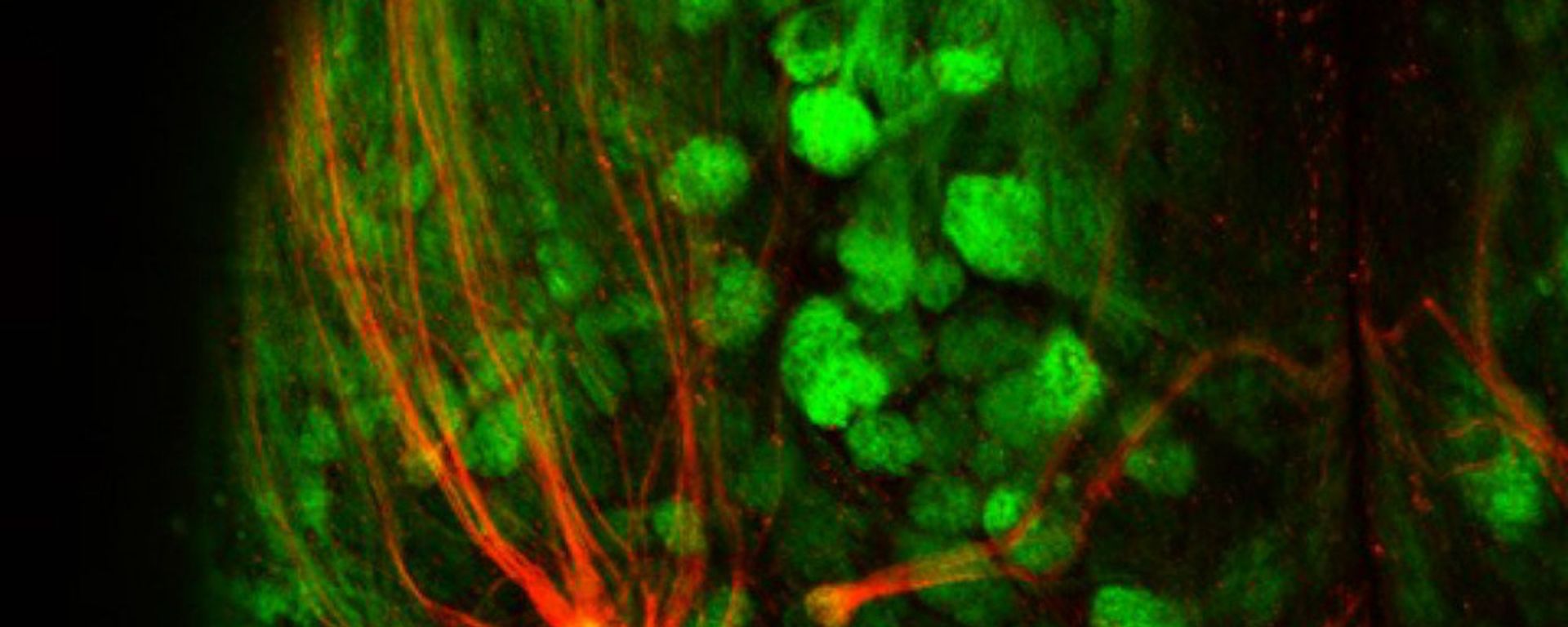 Red fluorescence represents super-sniffer receptors connecting to the brain in the mouse olfactory system while the green fluorescence marks all other odor receptor populations Red fluorescence represents super-sniffer receptors connecting to the brain in the mouse olfactory system while the green fluorescence marks all other odor receptor populations - Sputnik International, 1920, 23.02.2022