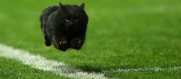 A black cat flies down a rugby league field in Australia - Sputnik International