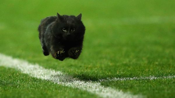 A black cat flies down a rugby league field in Australia A black cat flies down a rugby league field in Australia - Sputnik International