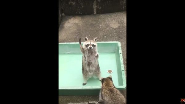 Unhappy That The Treats Never Get To Him, This Raccoon Tells Everyone That It Is His Turn - Sputnik International