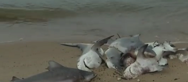 Dozens of Dead Sharks Wash Up on Alabama Beach - Sputnik International