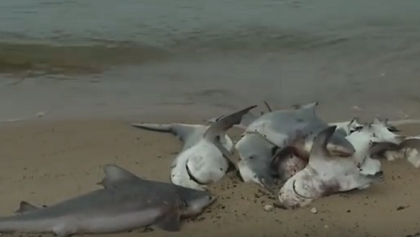 Dozens of Dead Sharks Wash Up on Alabama Beach - Sputnik International