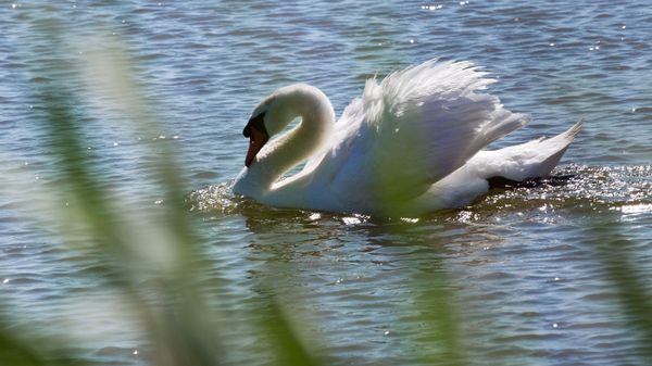 Swan Islands wildfowl nature reserve - Sputnik International