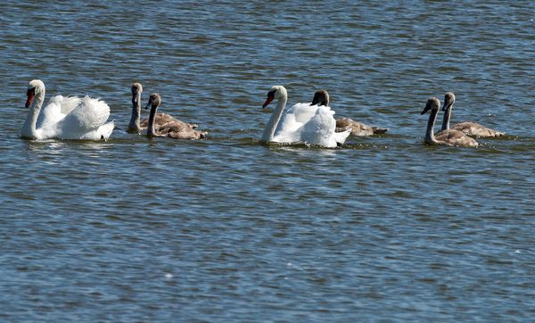 Swan Islands wildfowl nature reserve Swan Islands wildfowl nature reserve - Sputnik International