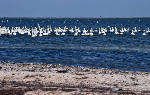 Swan Islands wildfowl nature reserve Swan Islands wildfowl nature reserve - Sputnik International