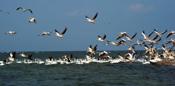 Swan Islands wildfowl nature reserve Swan Islands wildfowl nature reserve - Sputnik International