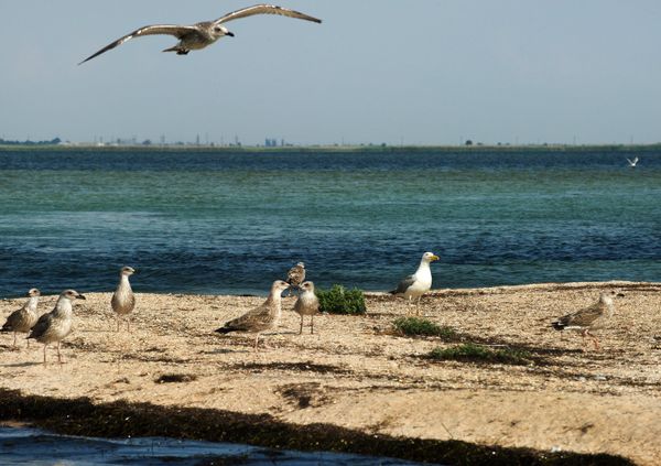 Swan Islands wildfowl nature reserve Swan Islands wildfowl nature reserve - Sputnik International