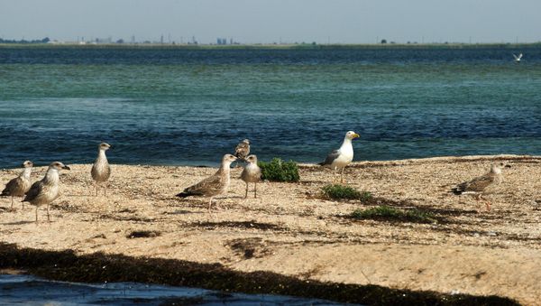 Swan Islands wildfowl nature reserve - Sputnik International