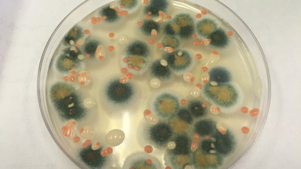 The Microbial Tracking Observatory-1 experiment collects samples from the International Space Station to investigate what kinds of microbes are living there. - Sputnik International