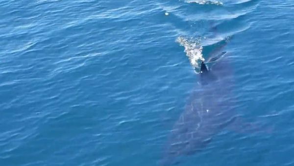 Great White Shark - Sputnik International