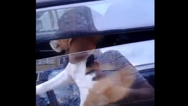 Dog in car - Sputnik International