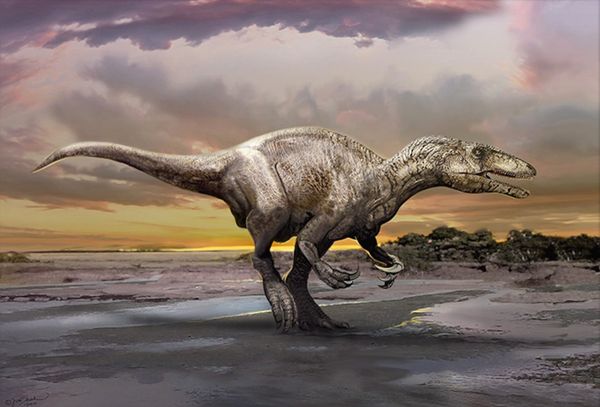 An artist's impression of a newly discovered dinosaur, Murusraptor barrosaensis. - Sputnik International