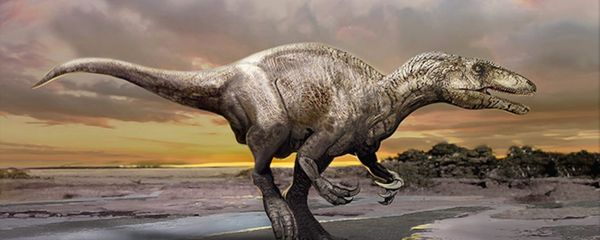 An artist's impression of a newly discovered dinosaur, Murusraptor barrosaensis. - Sputnik International