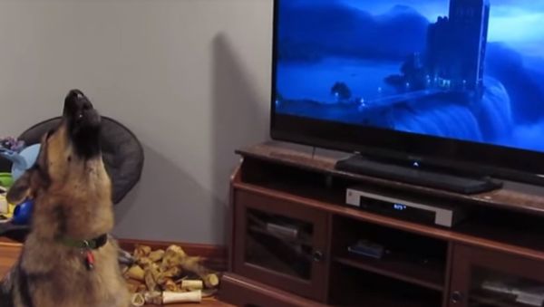 German shepherd howling with wolves from Zootopia - Sputnik International