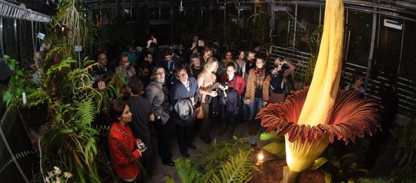 Visitors look at the Arum Titan Amorphophallus titanum, the largest flower in the world, as it blossoms for a second time on late November 19, 2012 at the Botanical Garden in Basel. (File) Visitors look at the Arum Titan Amorphophallus titanum, the largest flower in the world, as it blossoms for a second time on late November 19, 2012 at the Botanical Garden in Basel. (File) - Sputnik International
