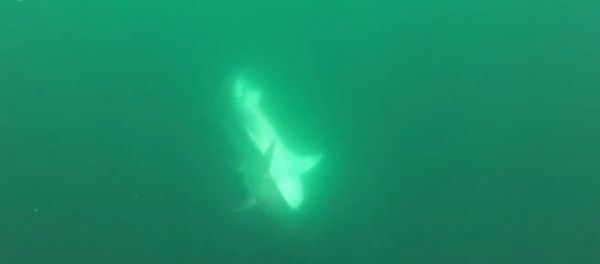 Tiger Shark vs. Hammerhead Shark - Sputnik International
