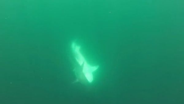 Tiger Shark vs. Hammerhead Shark - Sputnik International