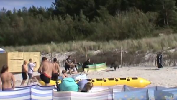 Dzik w karwi na plazy atakuje ludzi - Sputnik International