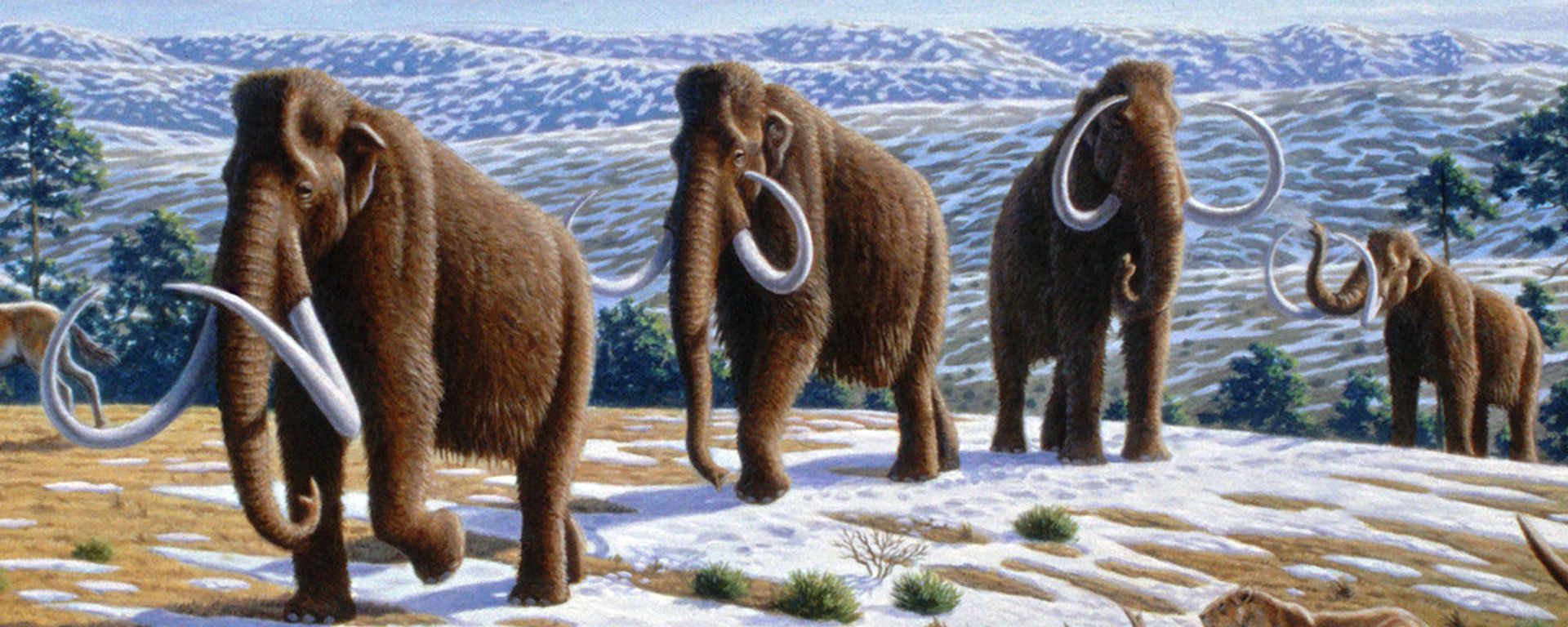 Woolly mammoth Woolly mammoth - Sputnik International, 1920, 23.09.2021