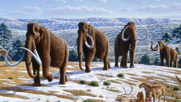 Woolly mammoth  - Sputnik International