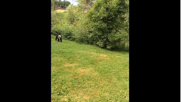 Colorado Man Lassoed Bear Stuck in Cheese Puff Bucket - Sputnik International