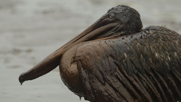 Oil Covered Pelican - Sputnik International