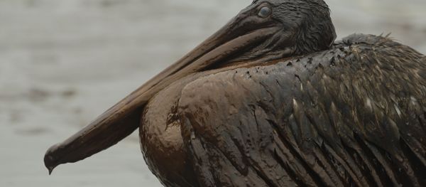 Oil Covered Pelican Oil Covered Pelican - Sputnik International