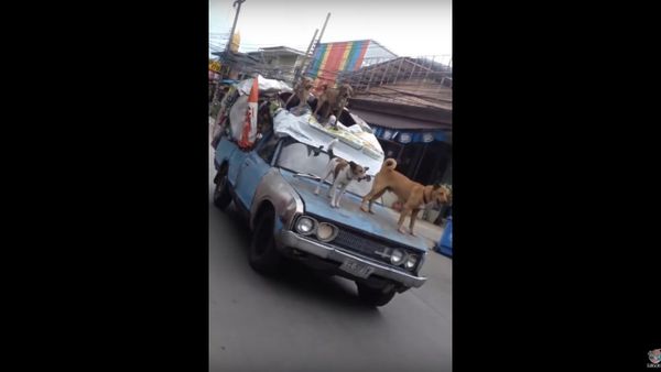 Pack of Dogs go Car Surfing - Sputnik International