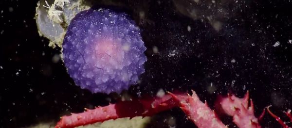 Mysterious Purple Orb Mysterious Purple Orb - Sputnik International