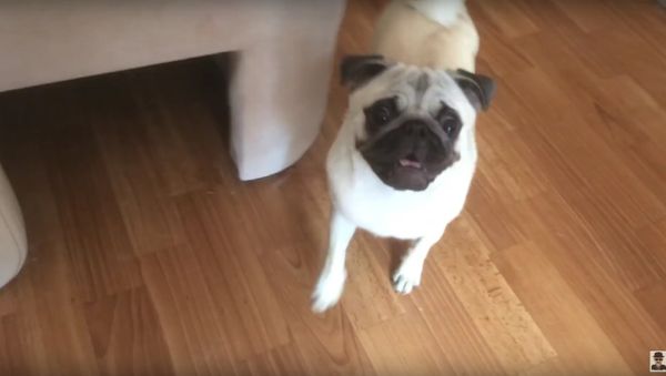 Dog turns Xbox one on/off - Sputnik International