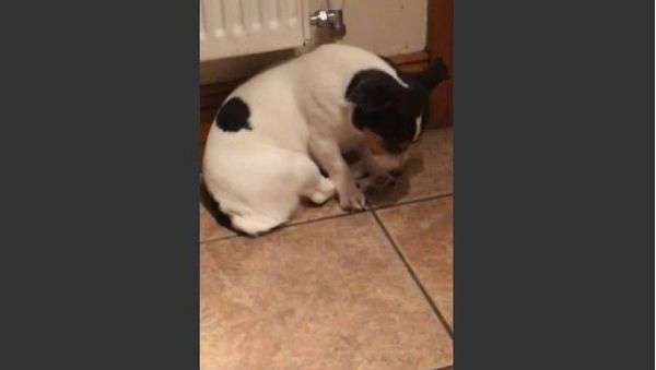 Dog Sleeping standing - Sputnik International