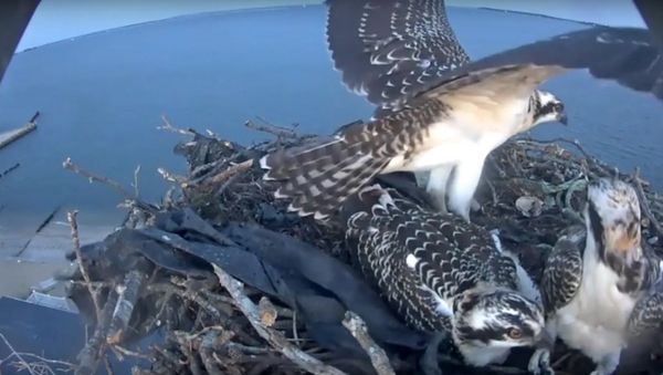 7/27/16 ~ LONG ISLAND OSPREY, FUNNY/CUTE ACTION - Sputnik International