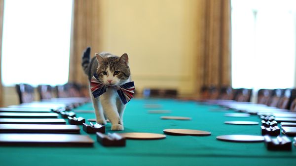 Larry, the 10 Downing Street cat, walks on the cabinet table wearing a British Union Jack bow tie ahead of the Downing Street street party, in central London, on April 28, 2011. - Sputnik International