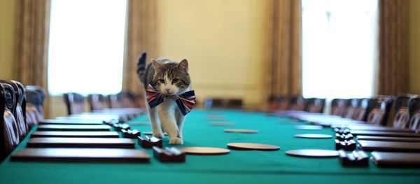 Larry, the 10 Downing Street cat, walks on the cabinet table wearing a British Union Jack bow tie ahead of the Downing Street street party, in central London, on April 28, 2011. Larry, the 10 Downing Street cat, walks on the cabinet table wearing a British Union Jack bow tie ahead of the Downing Street street party, in central London, on April 28, 2011. - Sputnik International